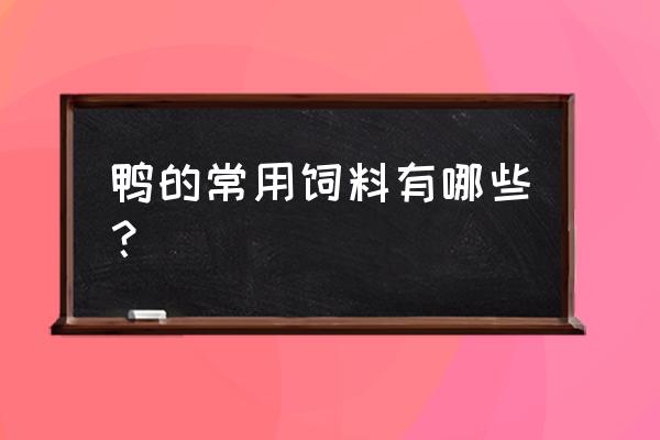 养鸭子吃什么饲料 鸭的常用饲料有哪些？