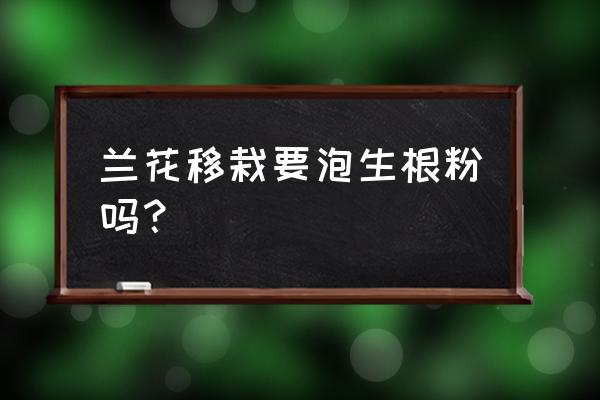 兰花换盆要不要用生根水泡根 兰花移栽要泡生根粉吗? 兰花换盆要不要用生根水泡根 兰花移栽要泡生根粉吗?