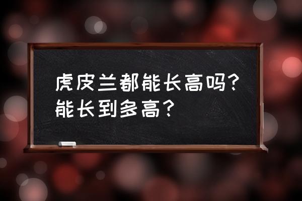 矮脚白种植时间 虎皮兰都能长高吗?能长到多高? 矮脚白种植时间 虎皮兰都能长高吗?能长到多高?