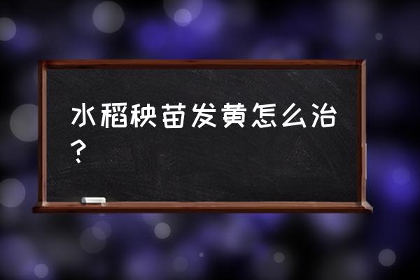 水稻育秧秧苗发黄怎么办 水稻秧苗发黄怎么治？