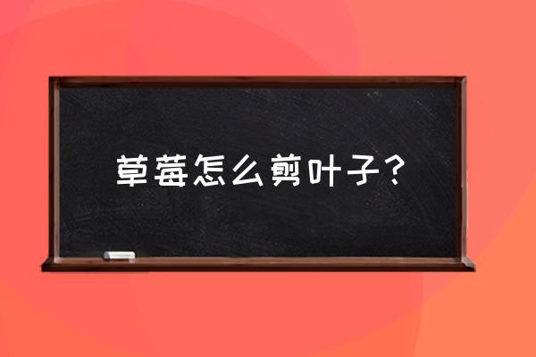 草莓怎么剪枝才能高产 草莓怎么剪叶子? 草莓怎么剪枝才能高产 草莓怎么剪叶子?