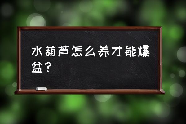怎么让水葫芦快速繁殖 水葫芦怎么养才能爆盆? 怎么让水葫芦快速繁殖 水葫芦怎么养才能爆盆?