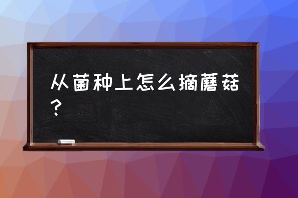 平菇可以挑大的采收吗 从菌种上怎么摘蘑菇? 平菇可以挑大的采收吗 从菌种上怎么摘蘑菇?