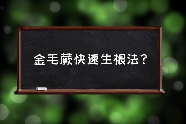 北方金毛蕨叶子干卷怎么挽救 金毛蕨快速生根法? 北方金毛蕨叶子干卷怎么挽救 金毛蕨快速生根法?